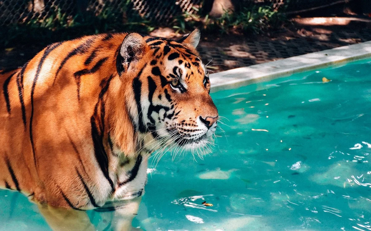 Tiger Kingdom - Chiang Mai