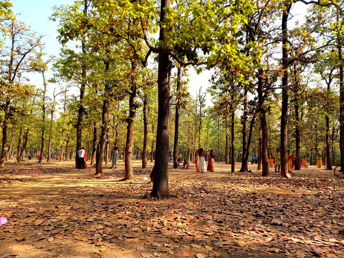 Sonajhuri Forest