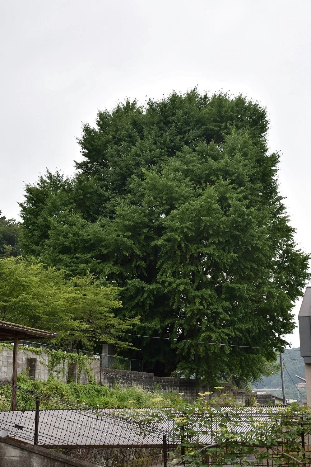 Maidenhair Tree of Sayo