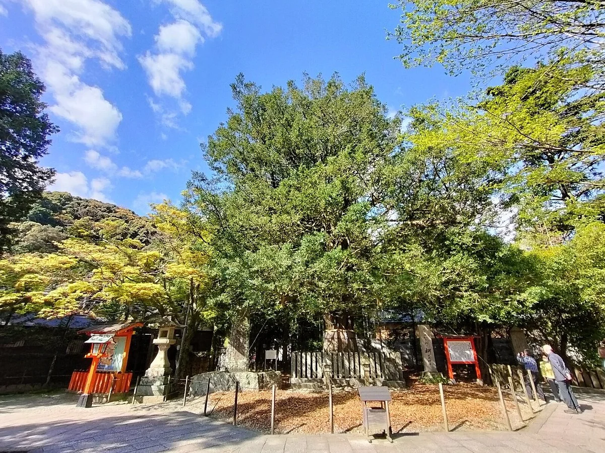 Kumano Hayatama Taisha Oshimboku Nagi