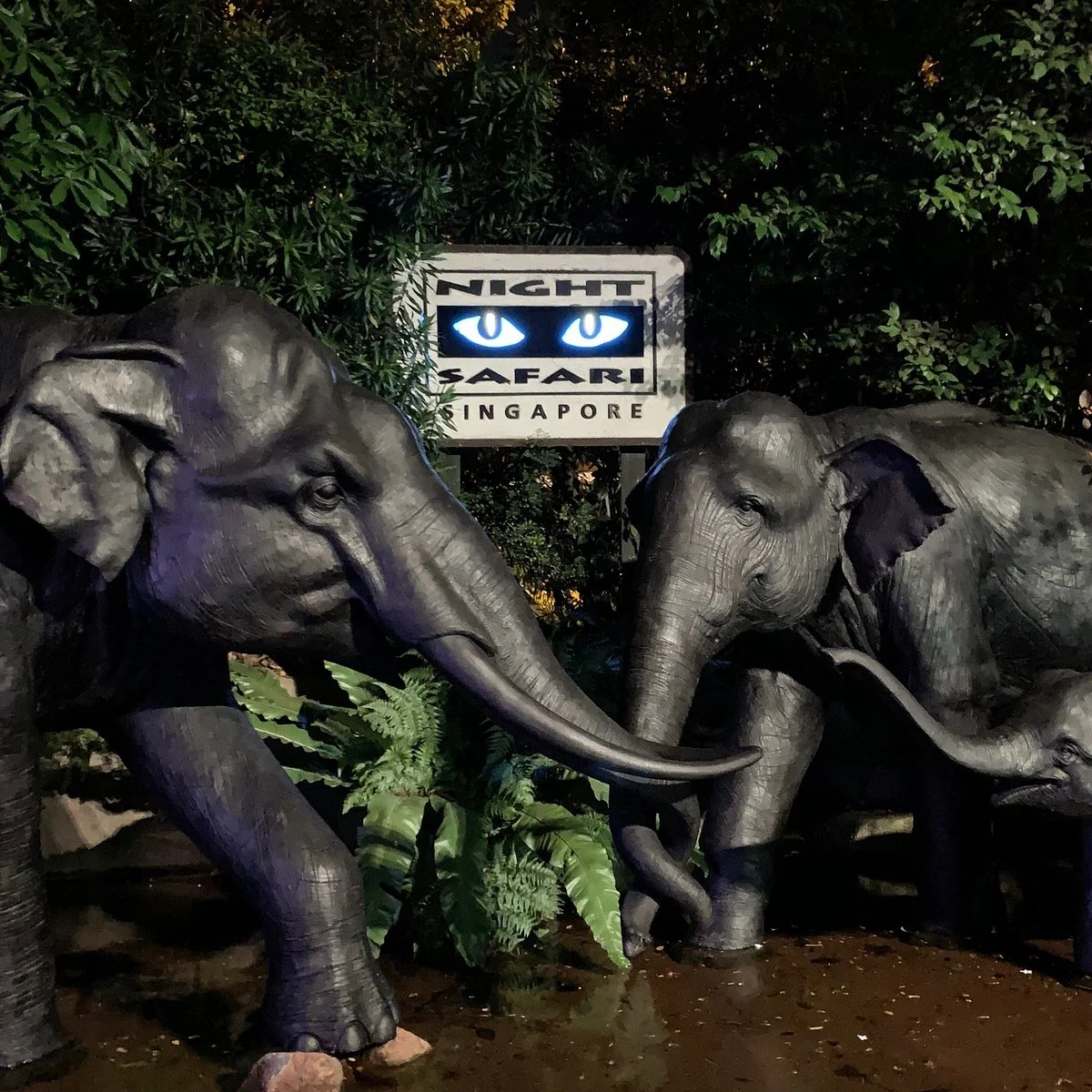 Night Safari