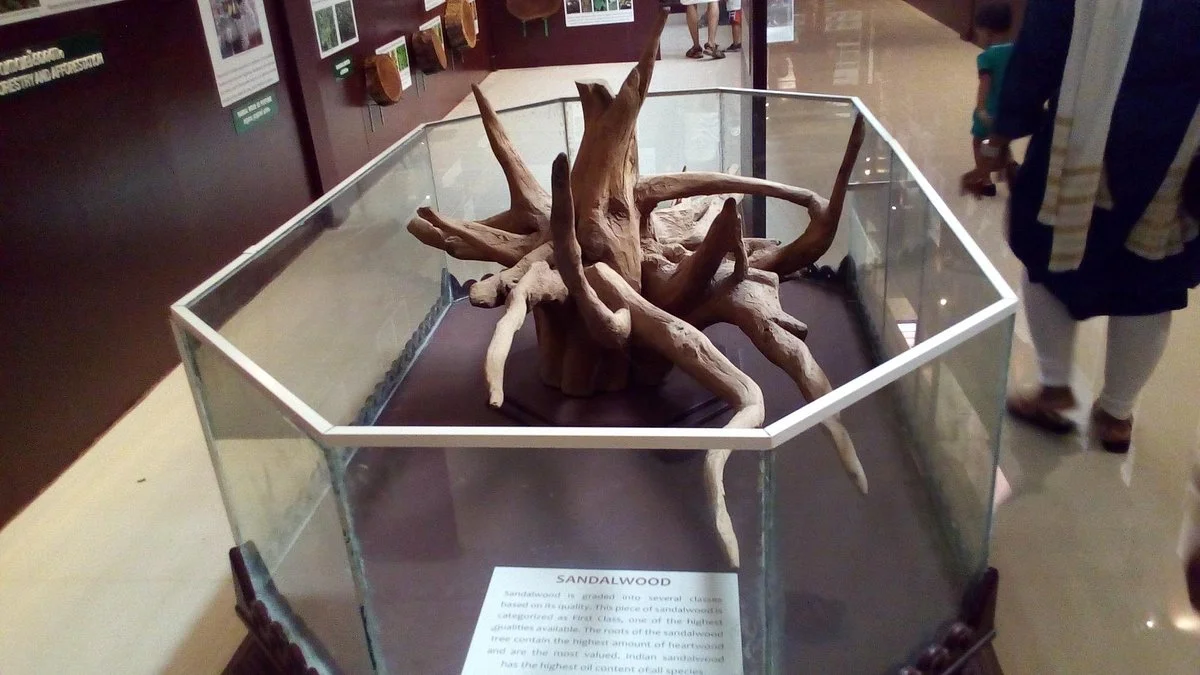 Forest Department’s Natural History Museum