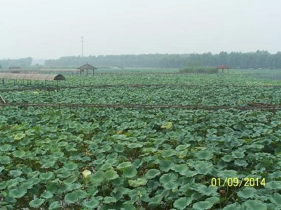 Baiyangdian Cultural Park