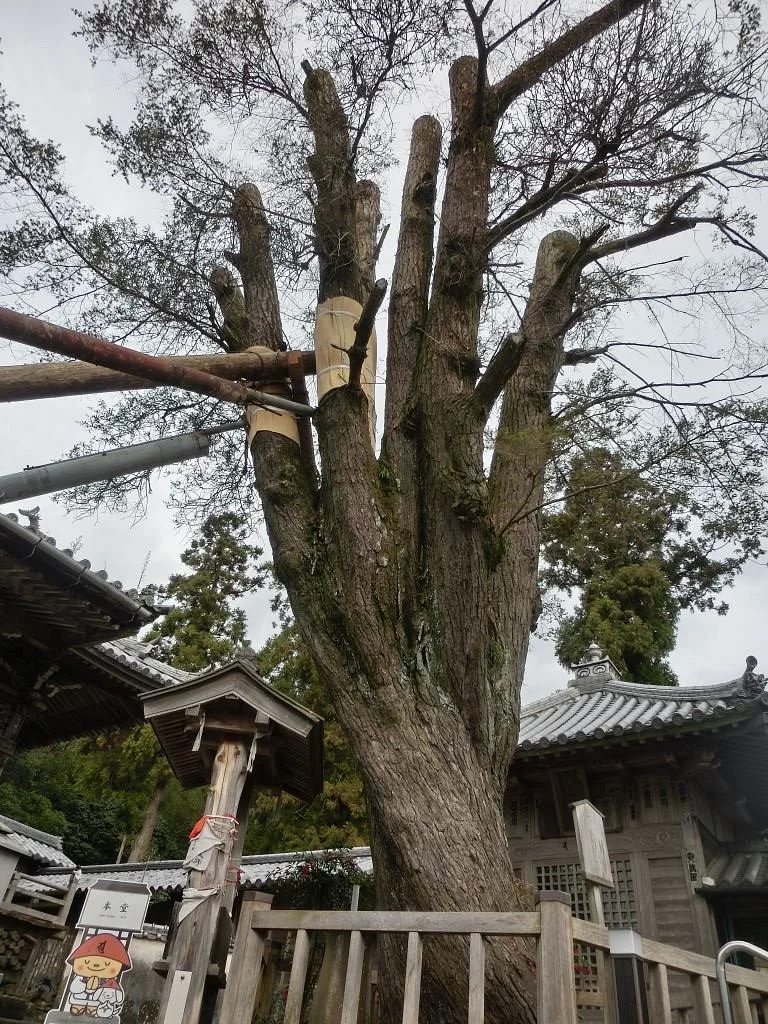 Joraku-ji Araragi Taishi