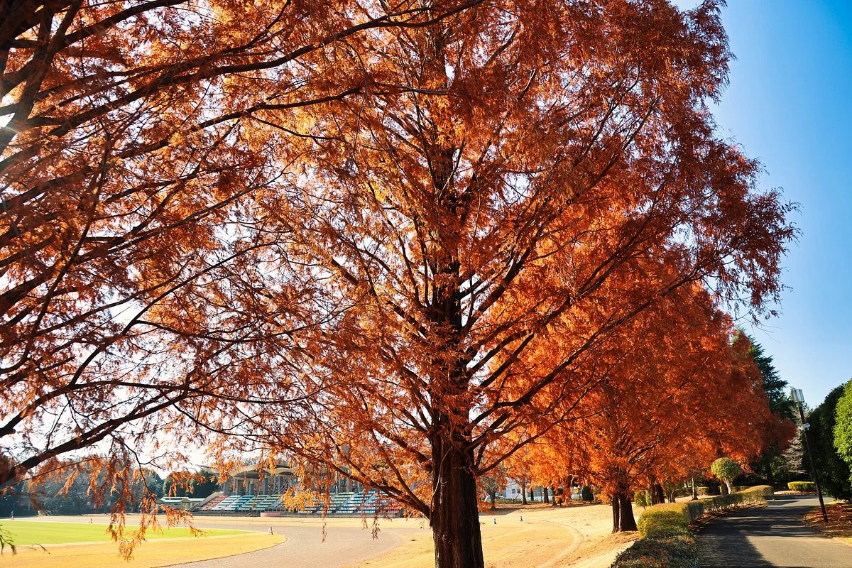 Tochigi Wanpaku Park