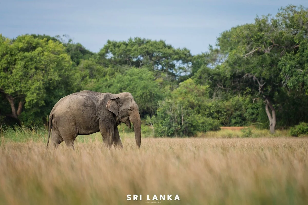 Lahugala Kitulana National Park