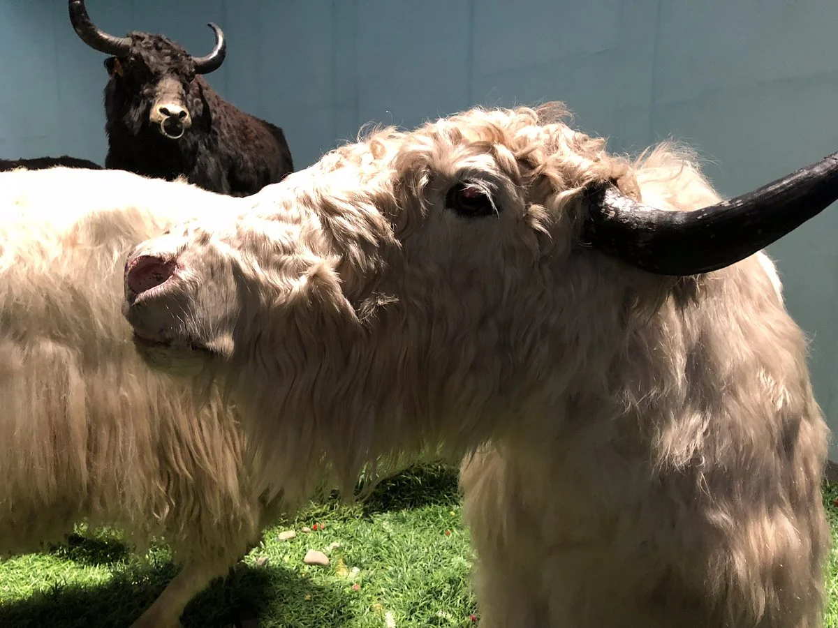 Yak Museum of Tibet