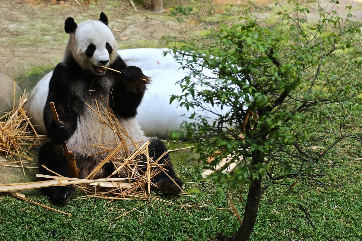 Zoo Negara