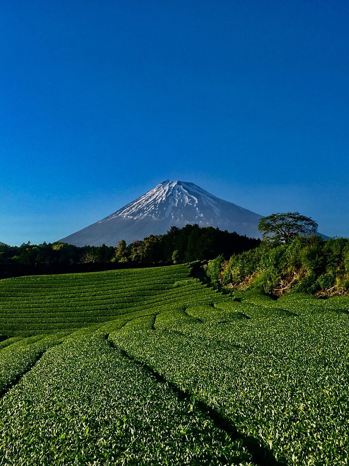 Imamiya Tea Plantation