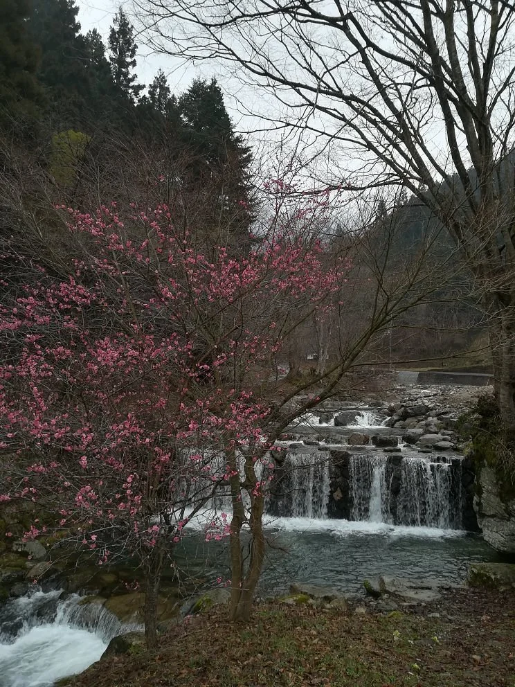 Awa Shinrin Park