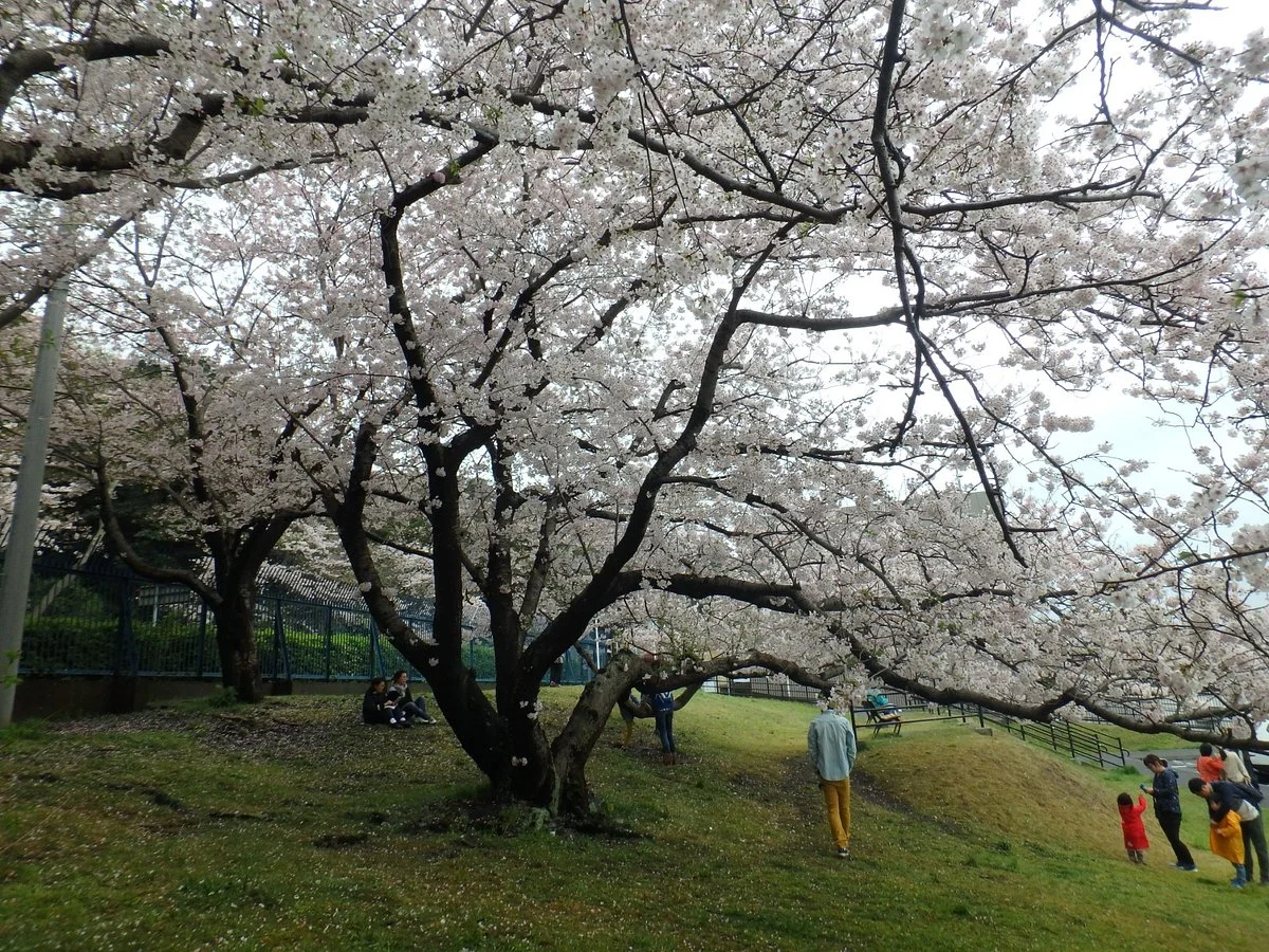 Yokosuka Hashirimizu Dam