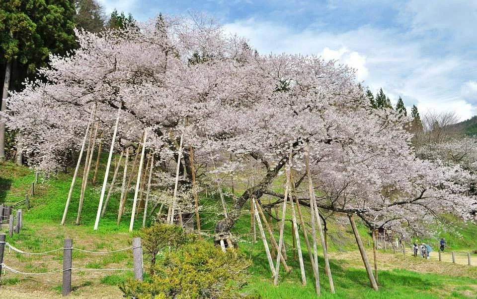 Garyu Park (Garyu Sakura)