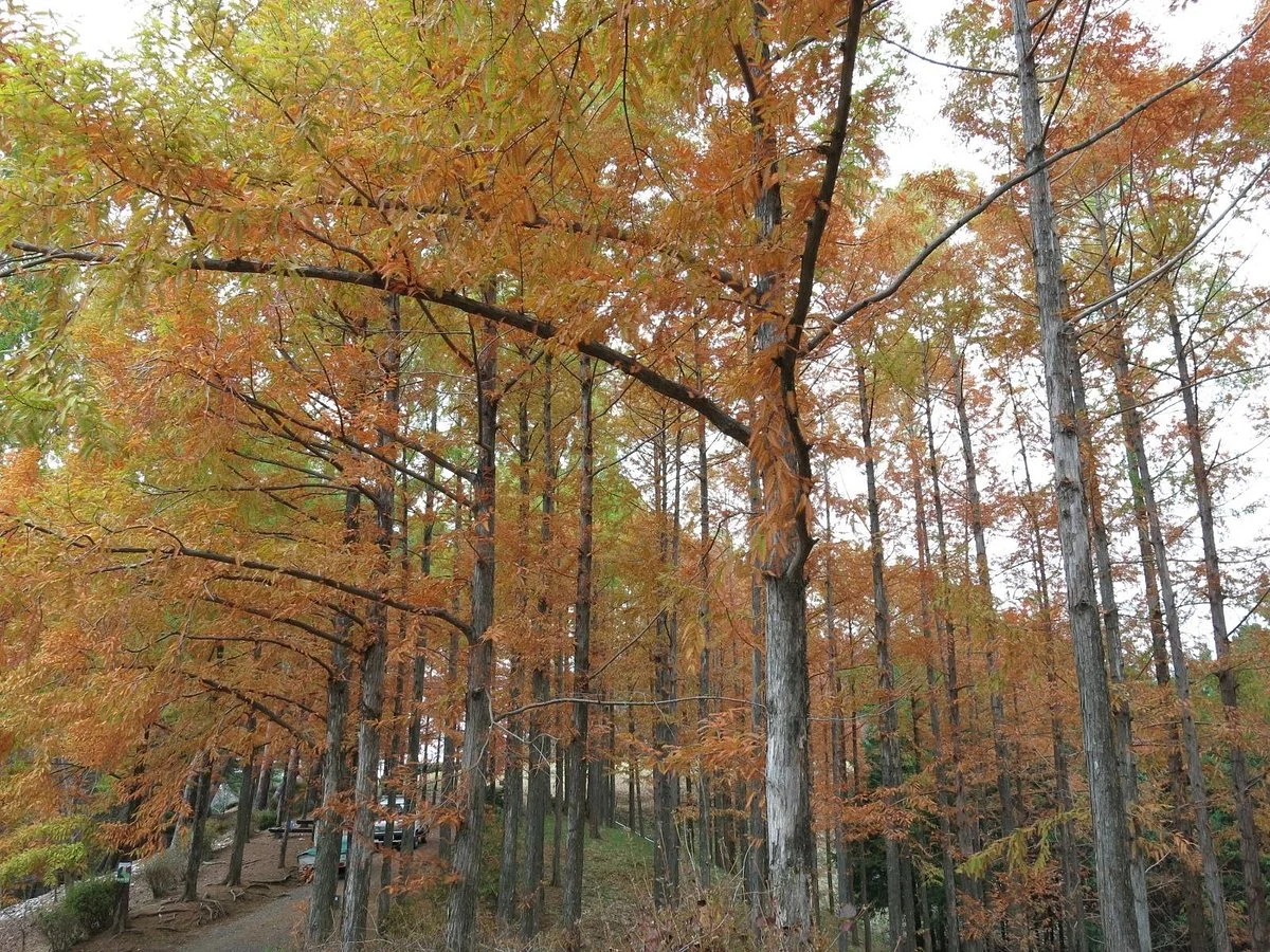 Meiso no Mori Park