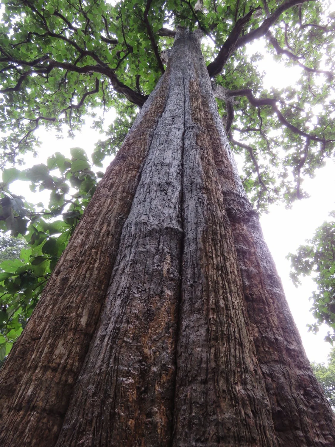 Kannimara Teak