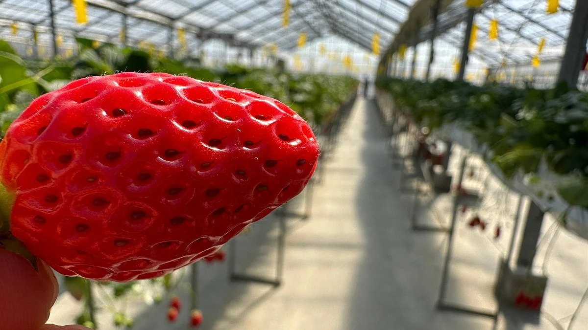 Haruoka Strawberry Farm