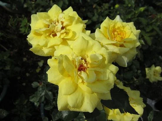 Baoqu Rose World