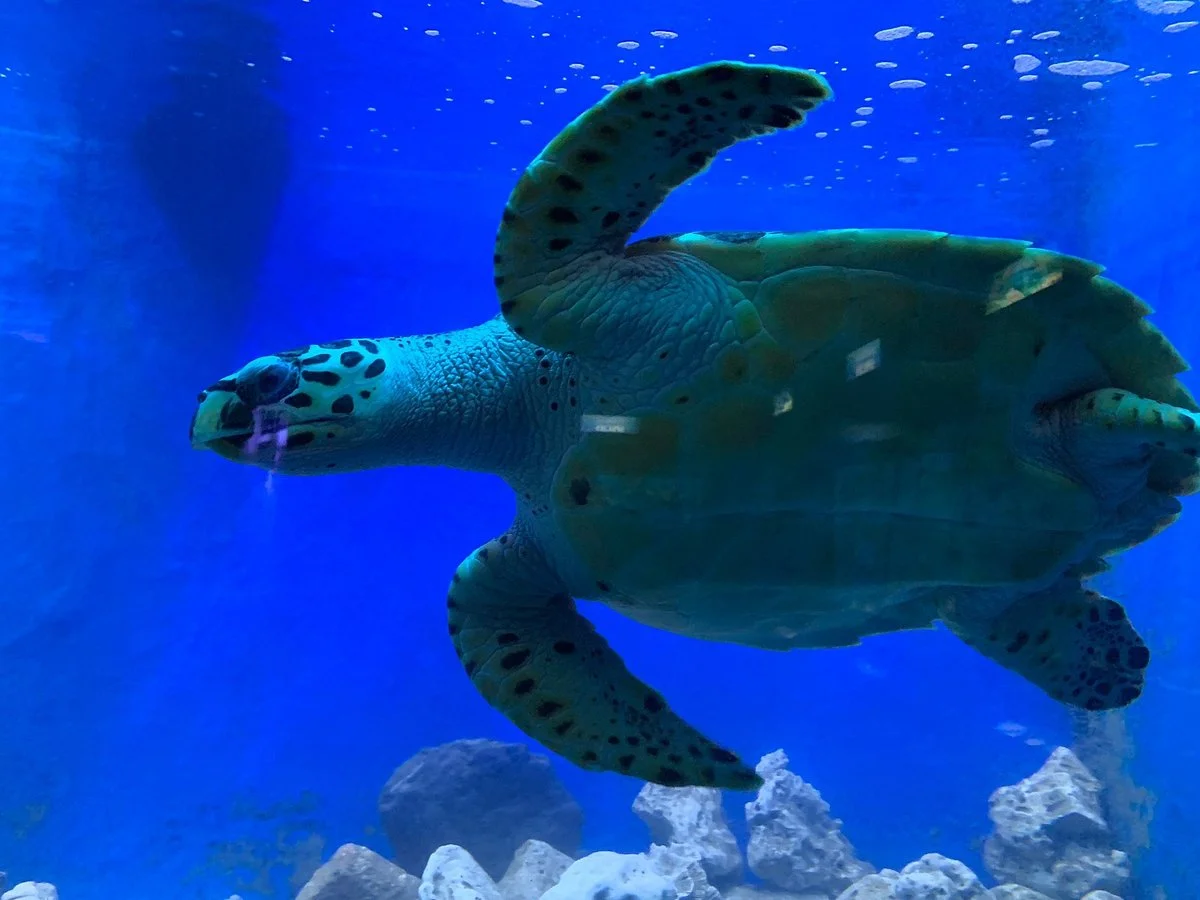 Aquarium of Fisheries Research Institute