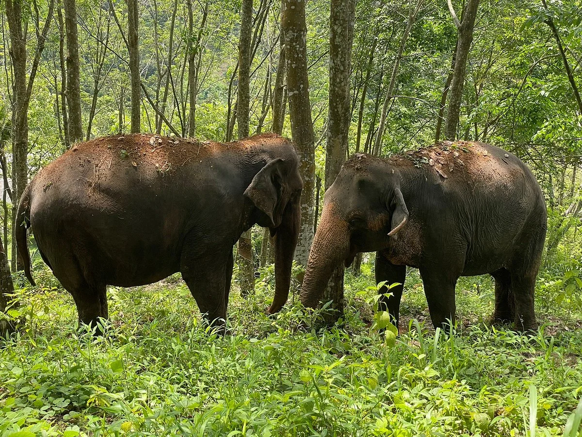 Elephant Freedom Project
