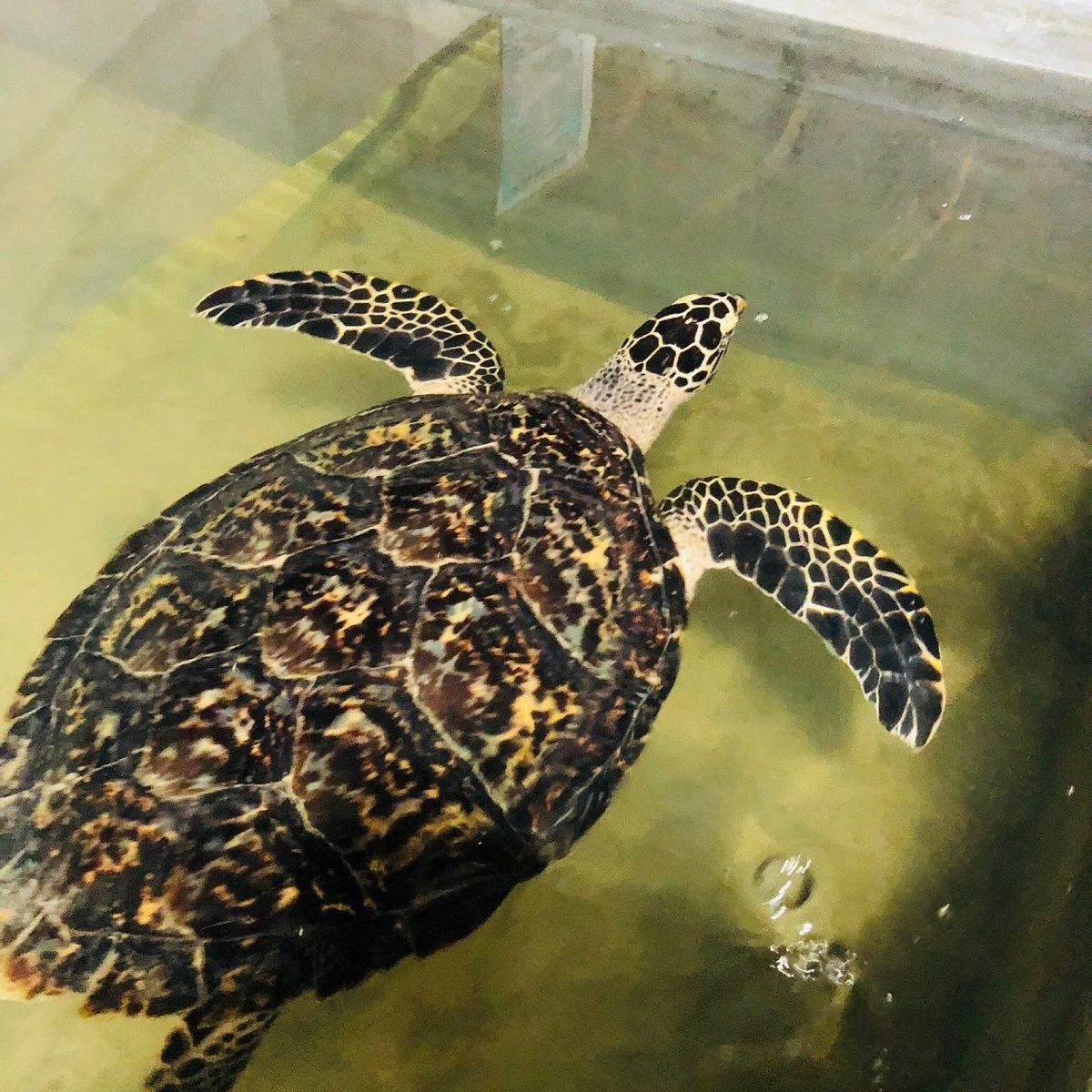 Sea Turtle Conservation Project (Koggala)