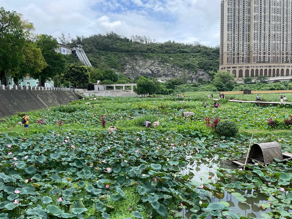 Wetland in Avenida da Praia, Taipa
