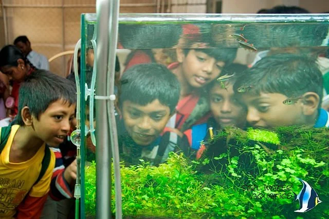 Still Water Aquatics - Nature Aquarium Gallery