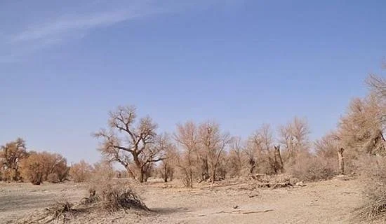 Tarim Populus Euphratica National Forest Park