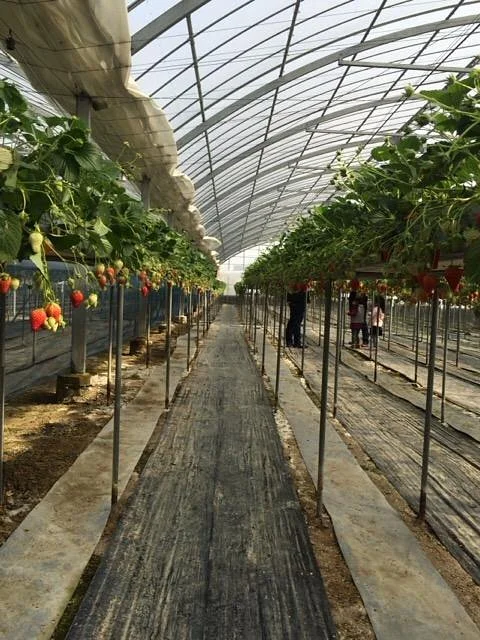 Yasuhara Strawberry Farm