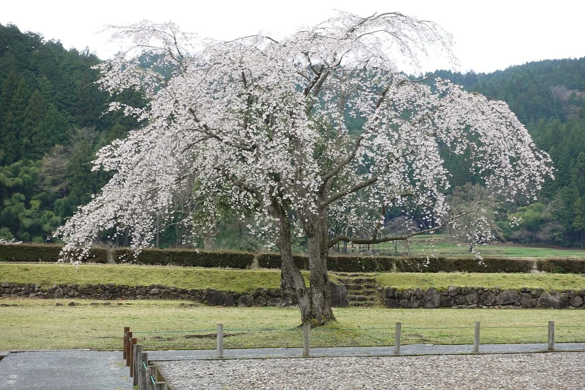 Yoshikage Palace Remains