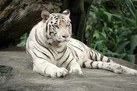 Jaipur Zoo