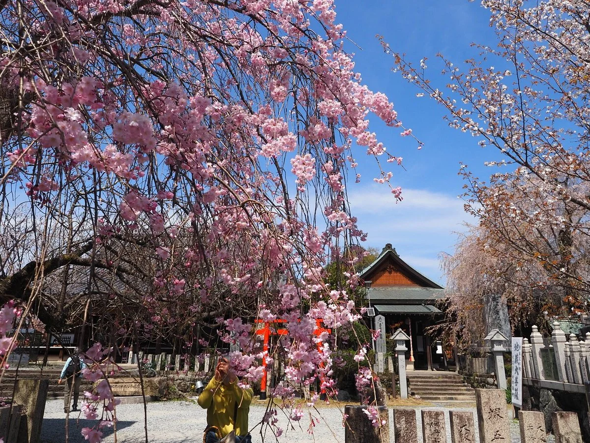 Sakuramotobo