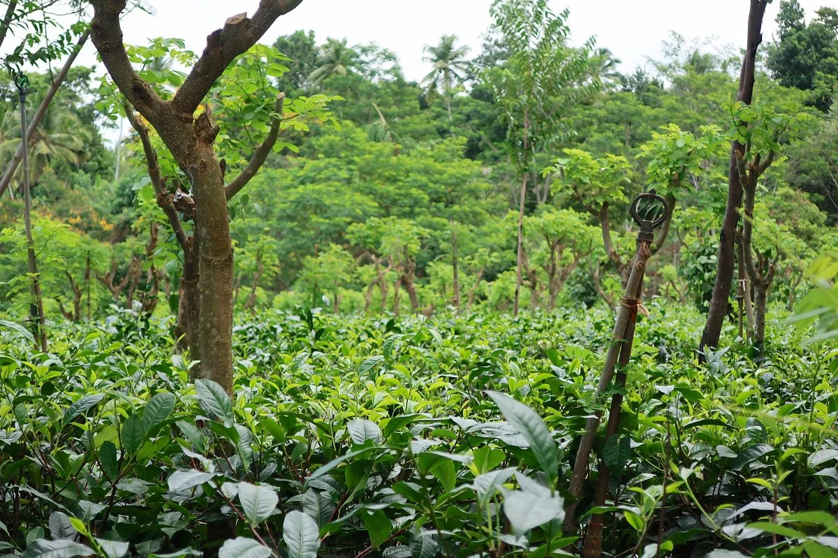 Handunugoda Tea Estate