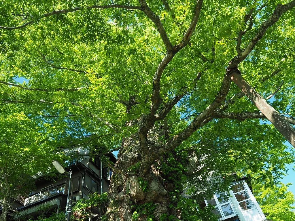 Mitake no Jindai Keyaki