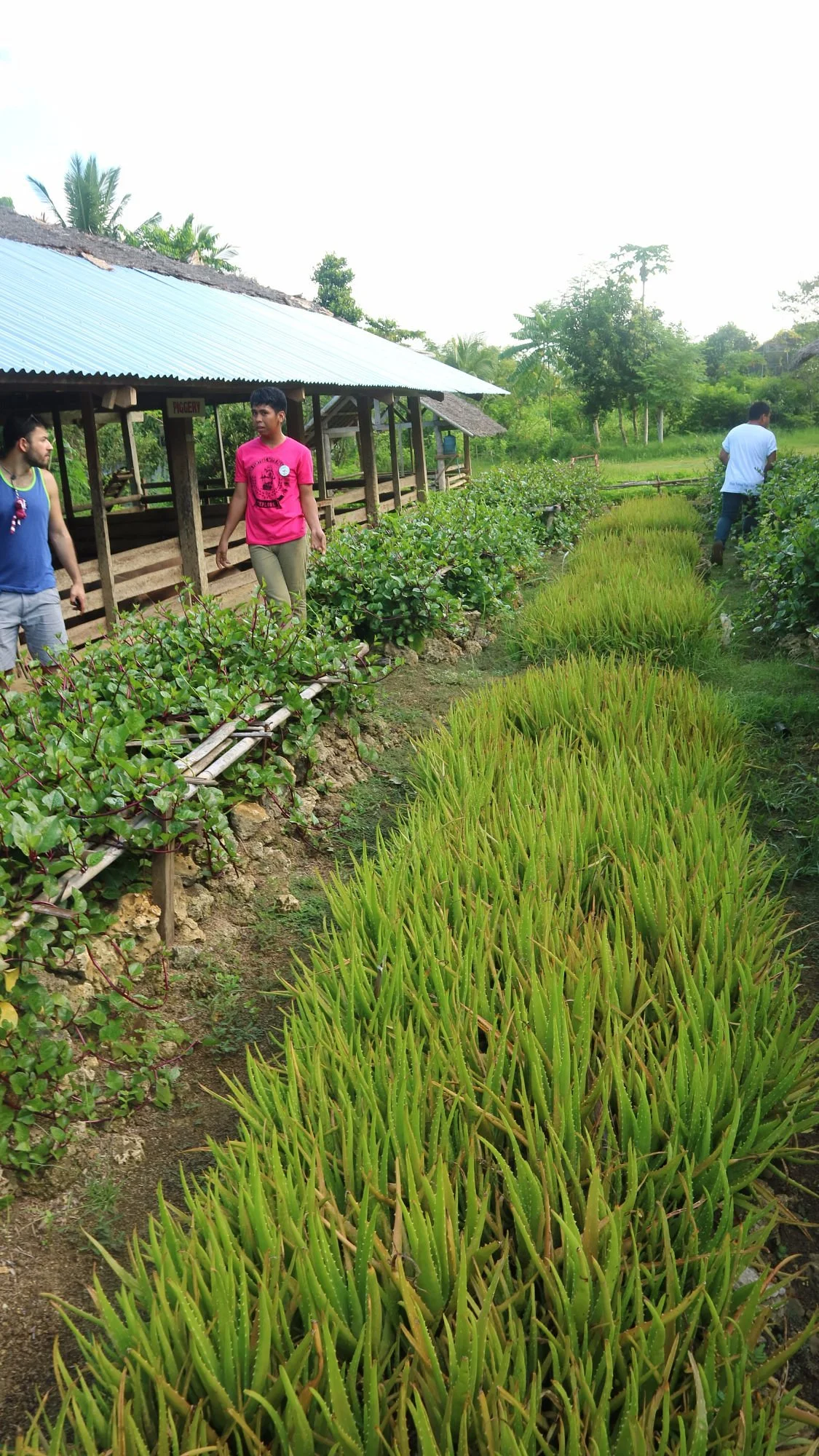 Maribojoc Organic Demonstration Farm