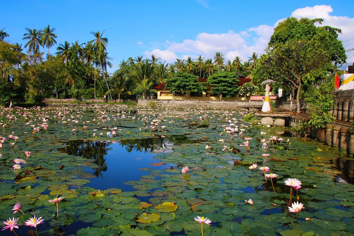 Lotus Lagoon