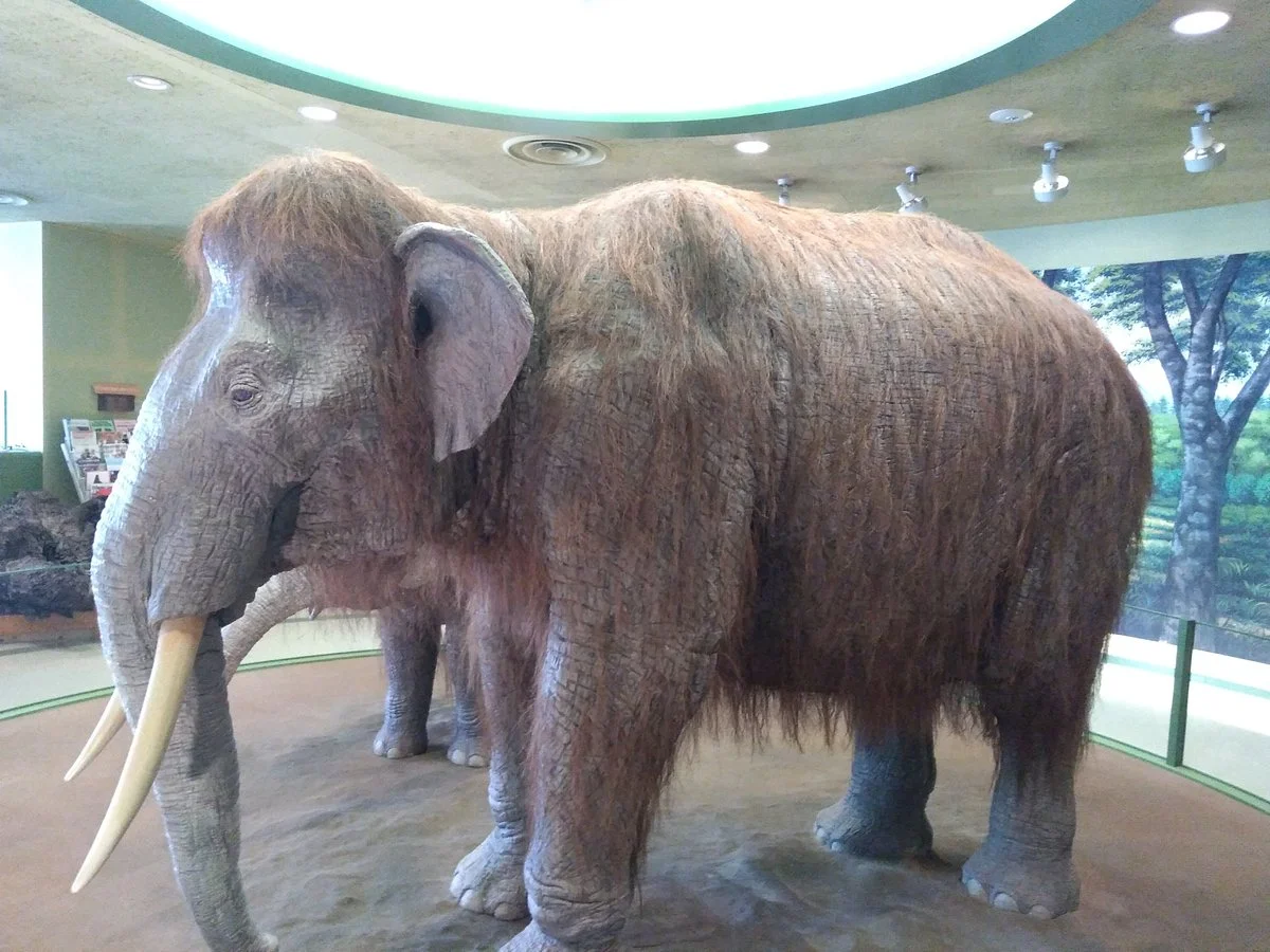 Kurashiki Museum of Natural History