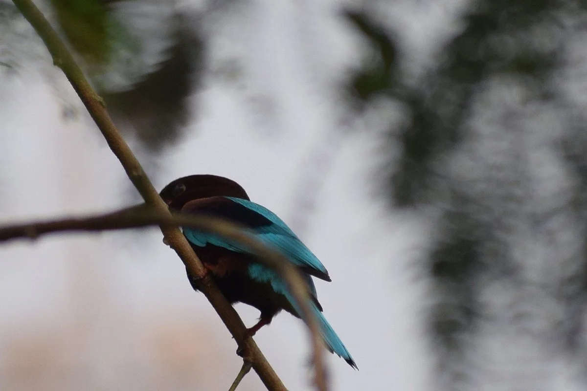 Lokhandwala Lake