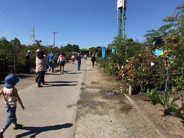 Autumn Ueki Festival