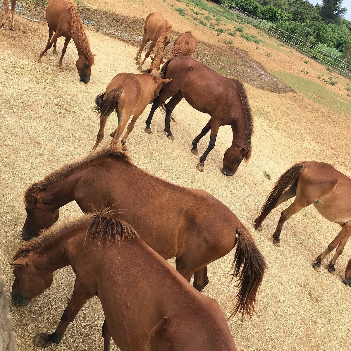 Nikadori Farm