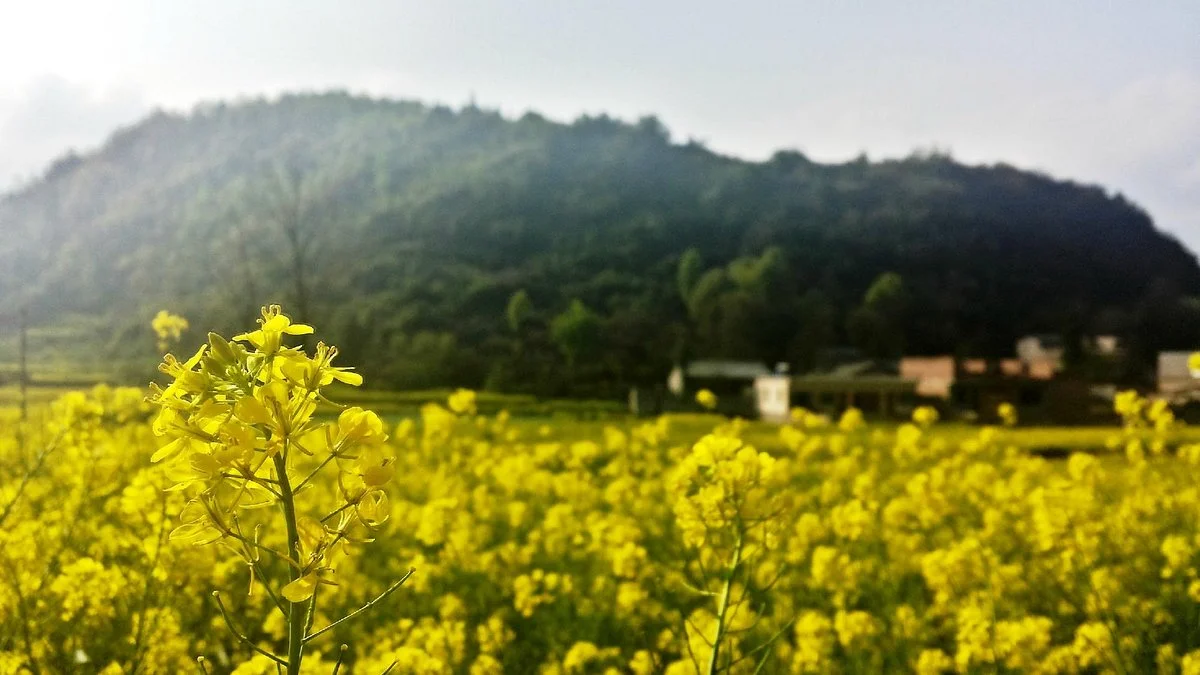 Yunfeng Eight Villages