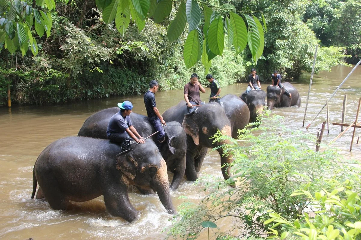 Kuala Gandah Elephant Sanctuary