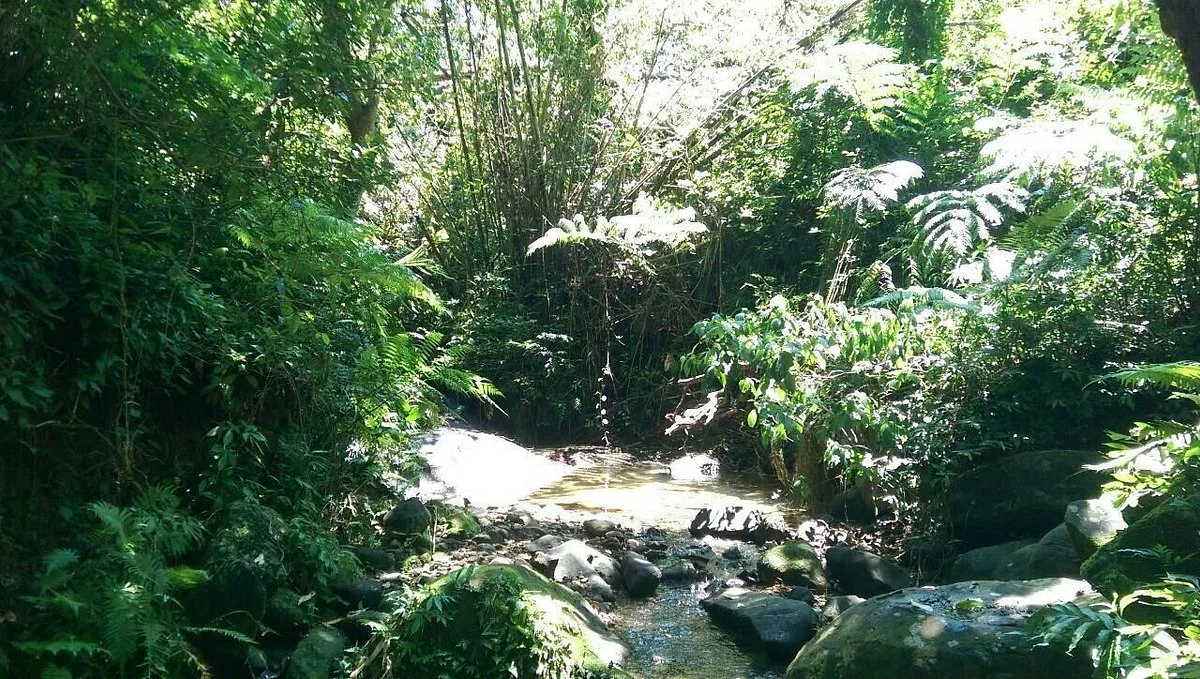 Erliao Shenmu