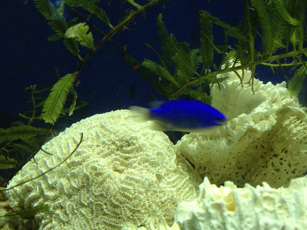 Xinao Underwater World