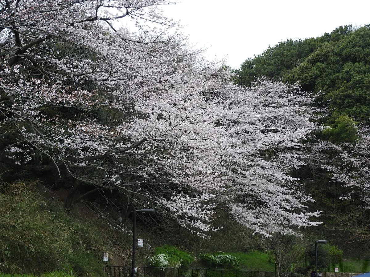 Yamada Fuji Park