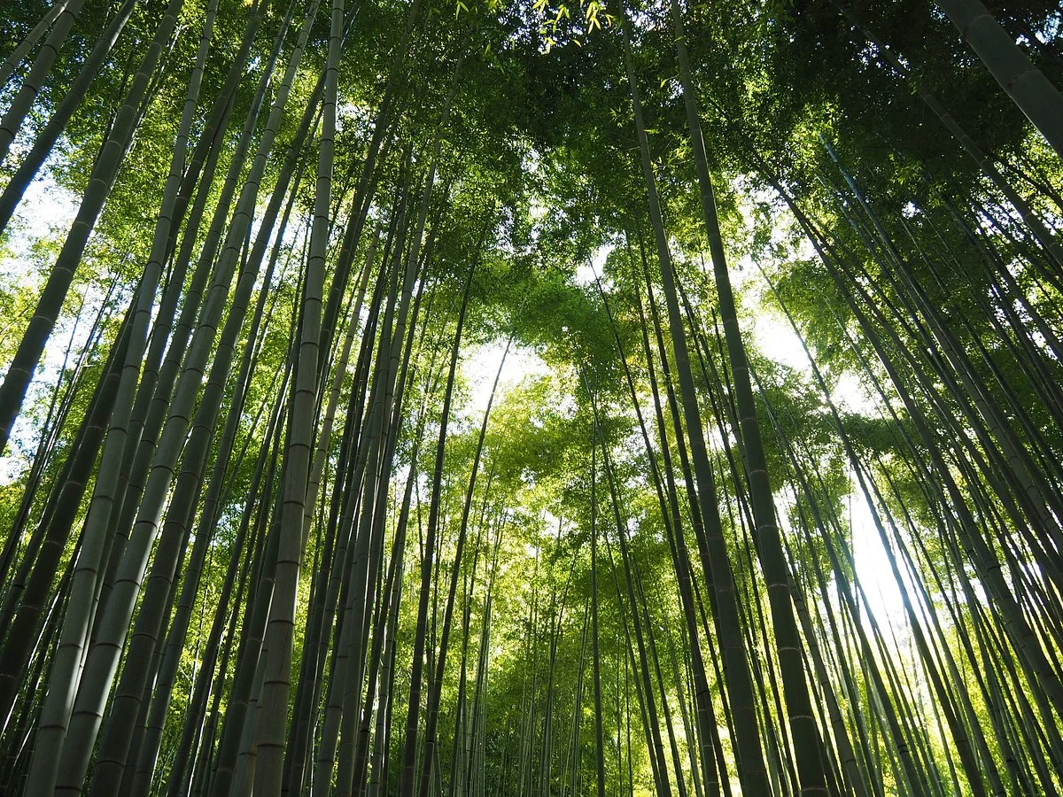 Hokoku-ji Temple Bamboo Grove
