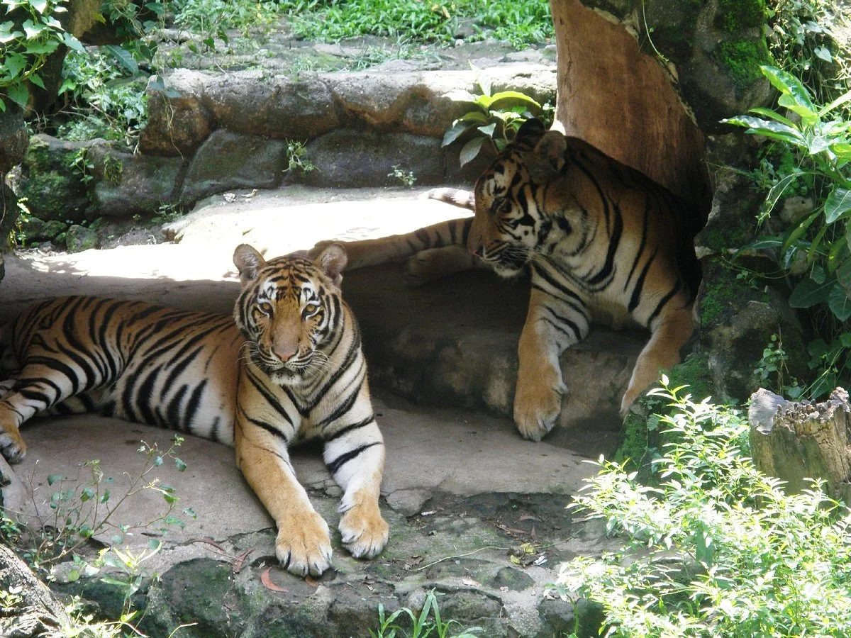 Manila Zoo
