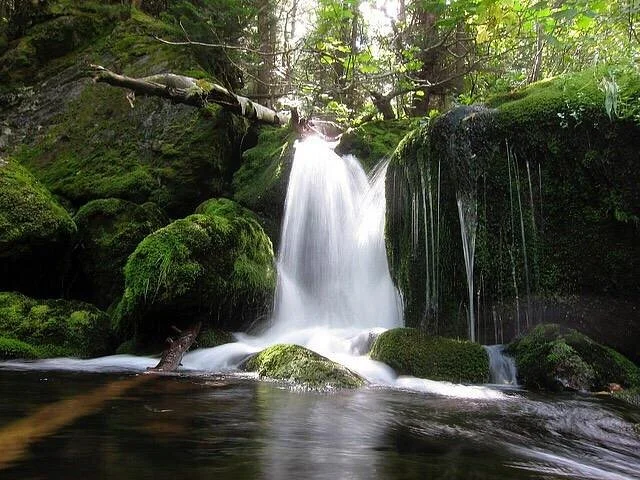 Mossy Fall