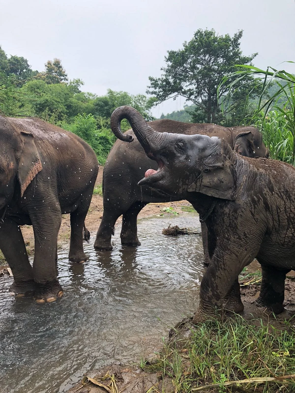 Kerchor Elephant Eco Park