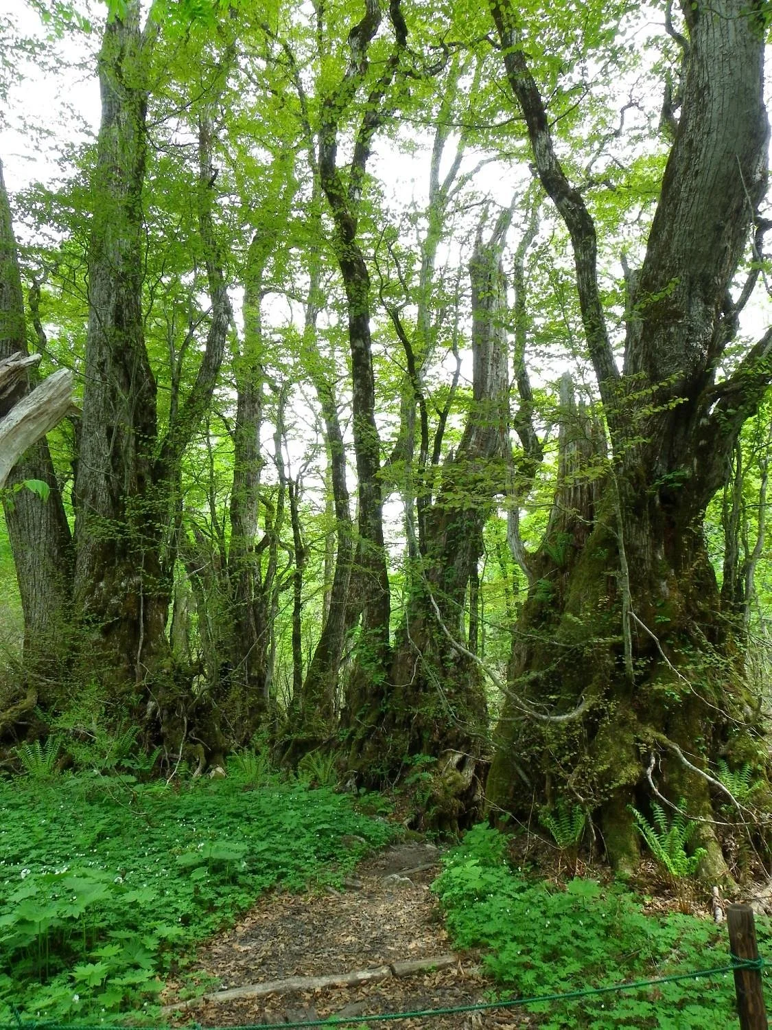 Amo Natural Park