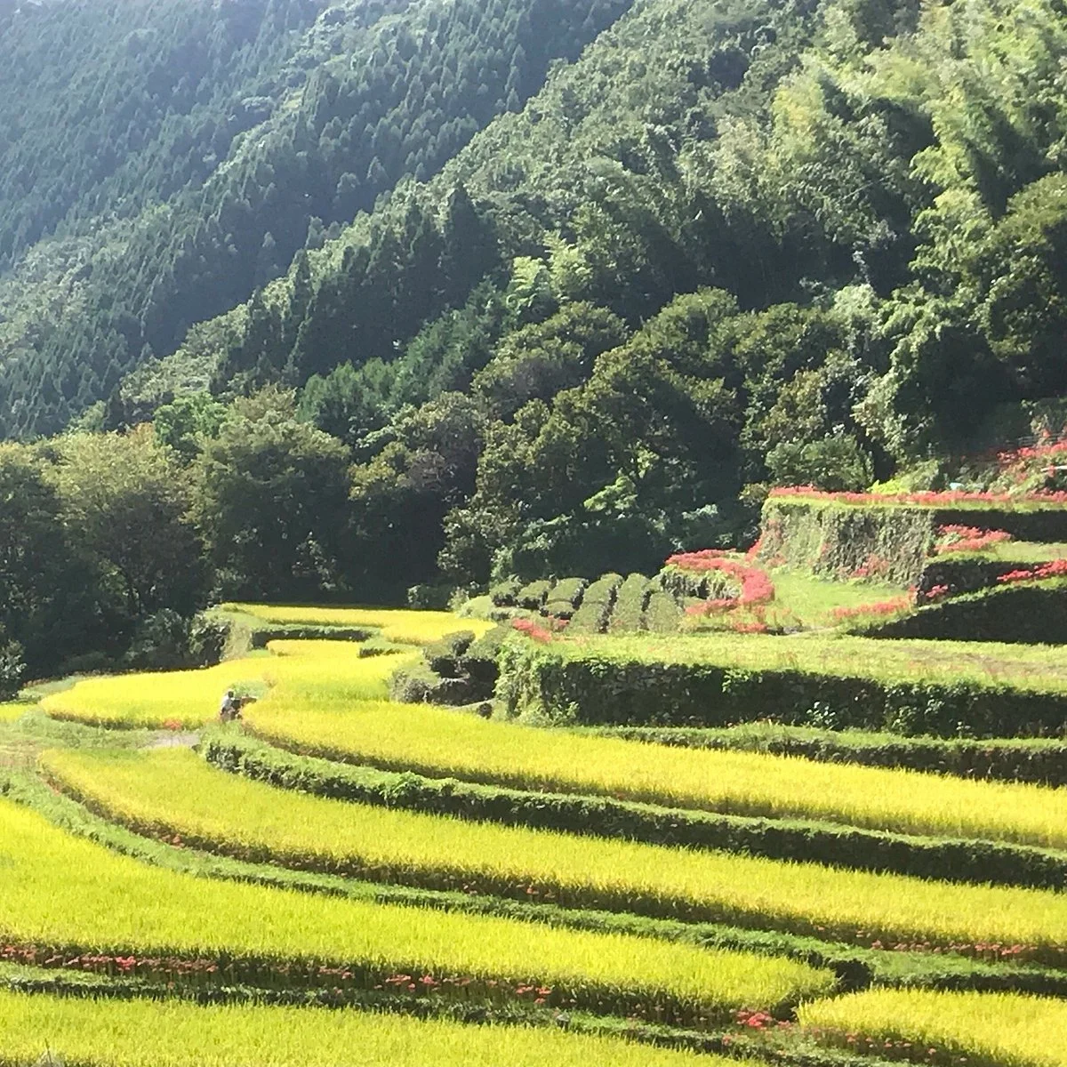 Bansho Rice Terrace