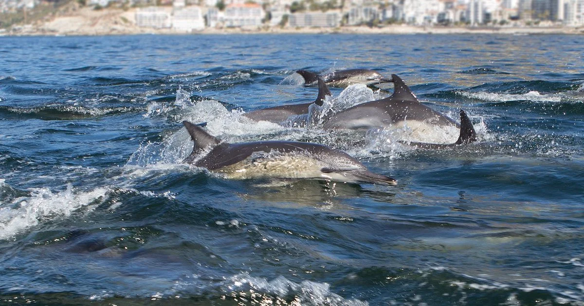 Ocean Wonder